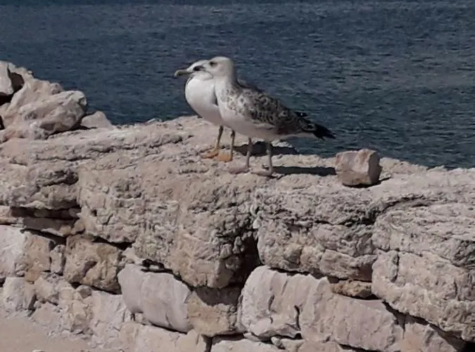 Apartamento Matko Betina (Sibenik-Knin)